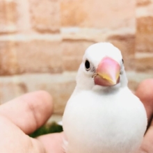 人気の白です　白文鳥　R４　１２／１撮影