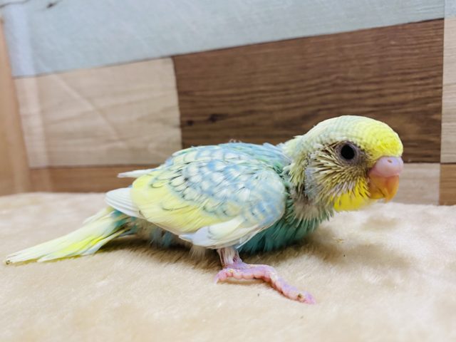 ちょっぴり恥ずかしがり屋なんです〜セキセイインコパステルカラーレインボースパングルパイド☆