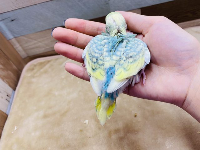 セキセイインコ