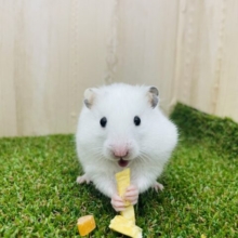 最新画像になりますよ‼️模様少なめ🐶ダルメシアン🐶　カラーハムスター　女の子