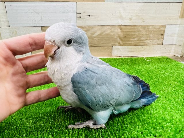 オキナインコ