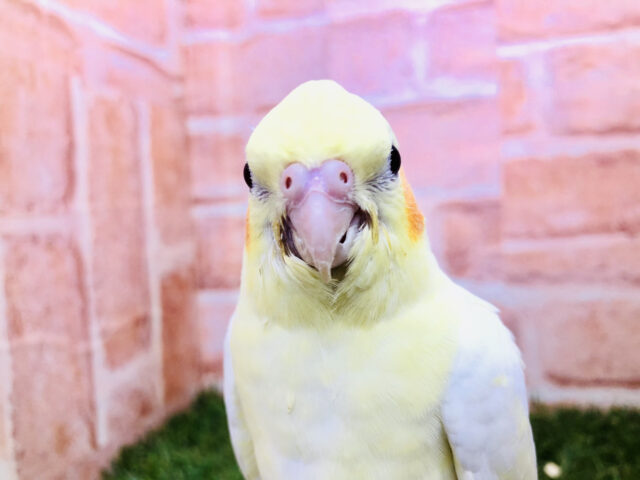 オカメインコ