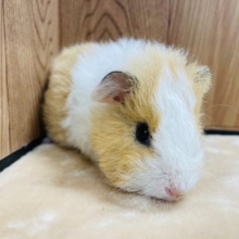 人気の白×ベージュ♡テディモルモット(女の子)