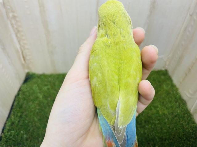 コザクラインコ（小桜インコ）