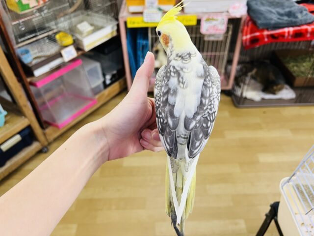 オカメインコ