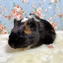 イングリッシュモルモット　３色　女の子✨　12/29