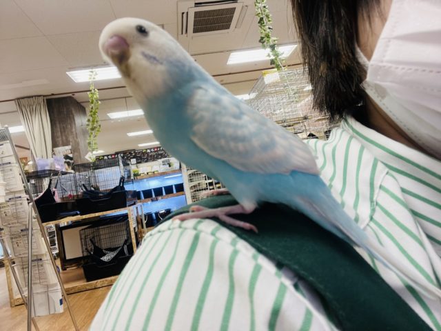 セキセイインコ