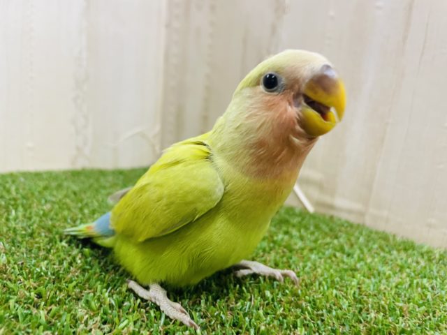 コザクラインコ（小桜インコ）