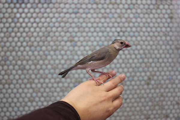 桜文鳥