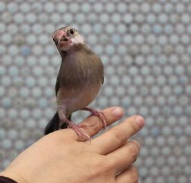 手乗り桜文鳥🌸一人餌です