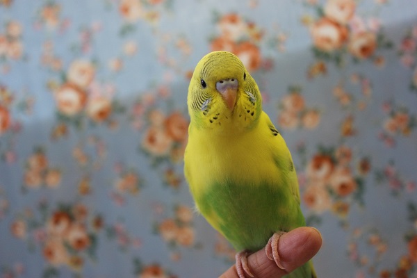 手乗りセキセイインコ💛人気のハルクインさんです🌻