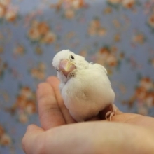 純白文ちゃん♡Ｒ4.11月生まれです♡