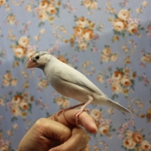 綺麗なさえずり✨一人餌手乗り文鳥(シルバー)