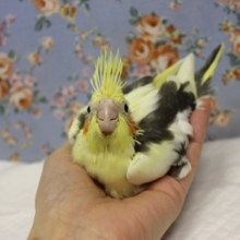 かわいいかわいいオカメちゃん､パイドカラーです🫶🏻