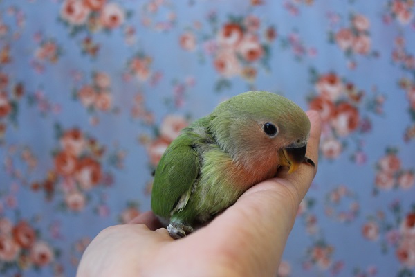 コザクラインコ（小桜インコ）