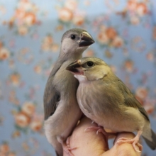 手乗り桜文鳥さん🌸在舎しております