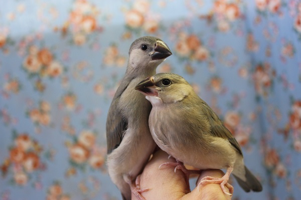 手乗り桜文鳥さん🌸在舎しております