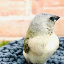 コキンチョウのヒナ第二弾！　コキンチョウ　ノーマル　R４　１２／１撮影