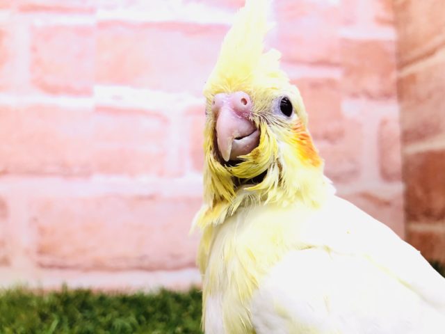 オカメインコ