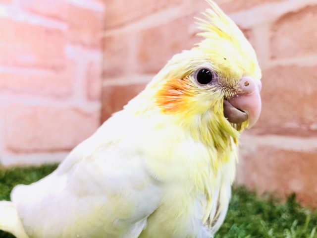 オカメインコ