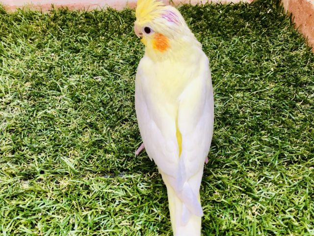 オカメインコ