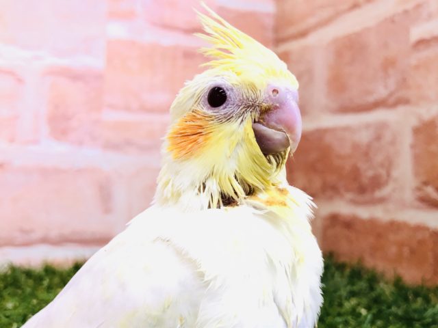 オカメインコ