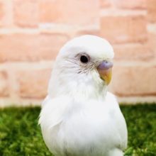 人気の白インコ　セキセイインコ　アルビノ　R４　１２／１７撮影