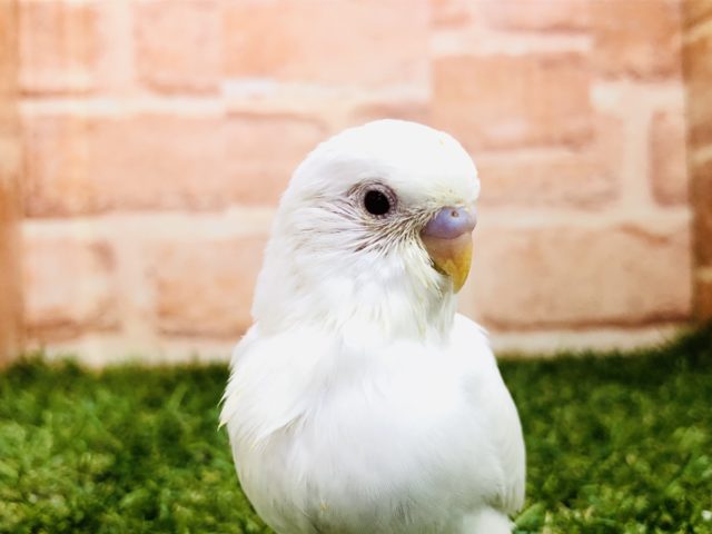 人気の白インコ　セキセイインコ　アルビノ　R４　１２／１７撮影