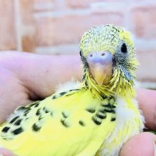 密かに人気カラー？　セキセイインコ　ハルクイン　R４　１２／１７撮影