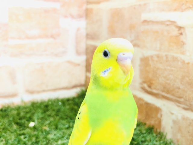 きれいなスパングルパイドが入舎です　セキセイインコ　R４　１２／３１撮影