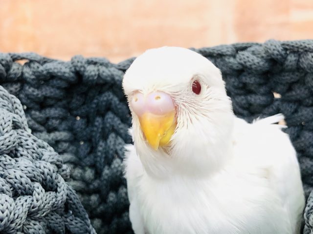 流山店で人気のカラーです　セキセイインコ　アルビノ　Ｒ４　１２／３１撮影