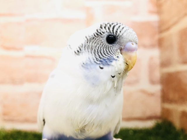 人気のセキセイです　セキセイインコ　ハルクイン　Ｒ４　１２／２２撮影