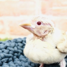 今年は最後の入舎です　シナモン文鳥　Ｒ４　１２／２２撮影