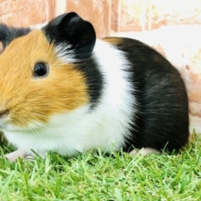 年末大特価！　１２／３１までとなります