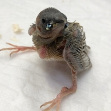 コキンチョウ（パステルブルー）　成長が楽しみです！