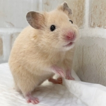 キンクマ＆パールホワイトハムスターフェア　開催中！