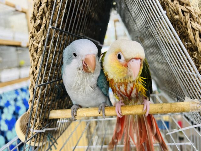 オキナインコ