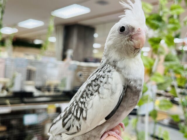 オカメインコ