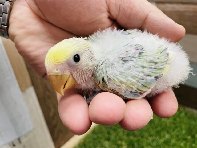 コザクラインコ（小桜インコ）