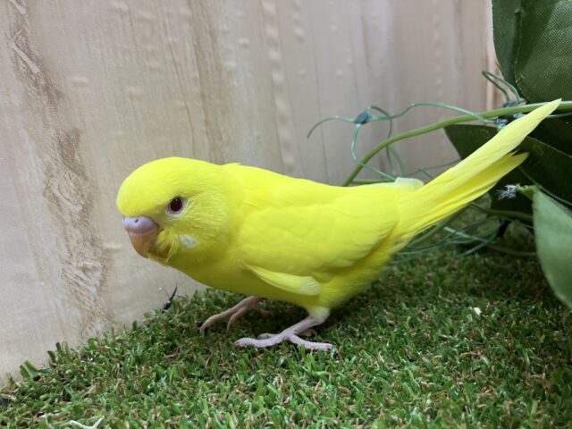 セキセイインコ