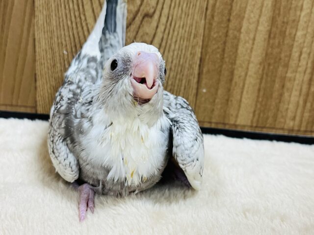 オカメインコ