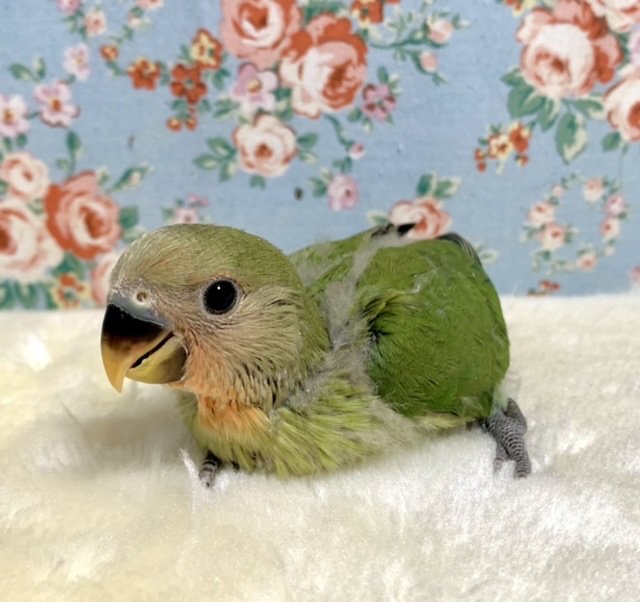 コザクラインコ（小桜インコ）