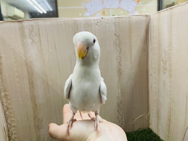 コザクラインコ（小桜インコ）