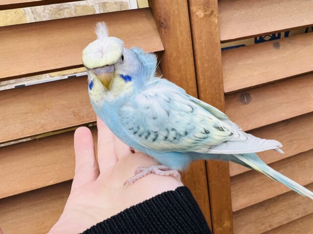 羽衣セキセイインコ