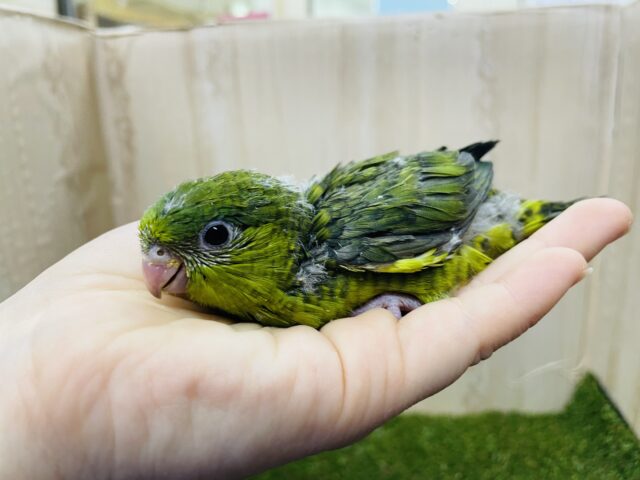 サザナミインコ