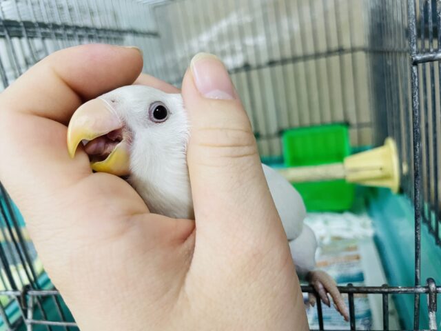 コザクラインコ（小桜インコ）