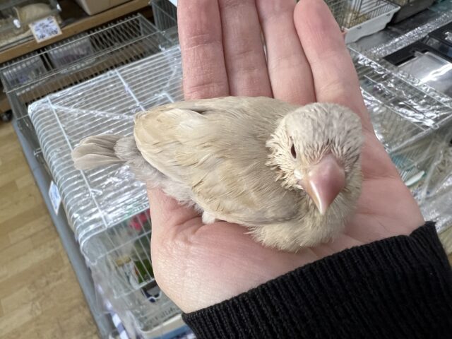 シナモン文鳥