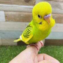 最新画像有り☆ぽてっとした可愛いヒナさん♪セキセイインコパイドカラー！