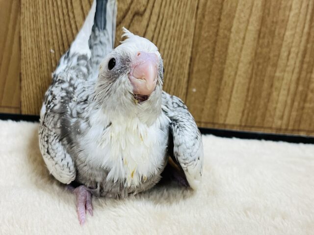 オカメインコ