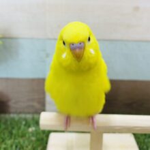 最新画像有り☆ご飯ちょーだいが止まらない！！元気いっぱいのセキセイインコダブルファクター☆